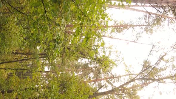 Vertical Video of a Forest with Many Trees in Autumn