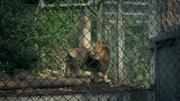 Lion Pacing Up And Down Cage