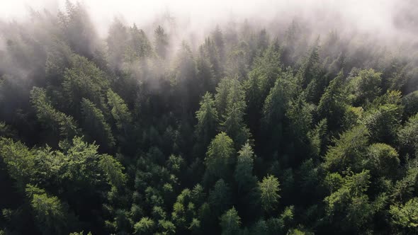 Beautiful Pine Forest in the White Fog at the Sunset Drone Footage From Top Down