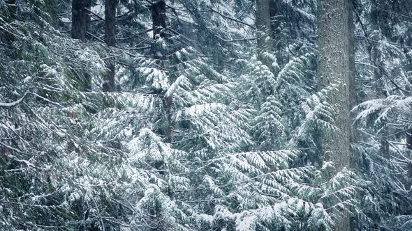 Snowy Trees In Blizzard