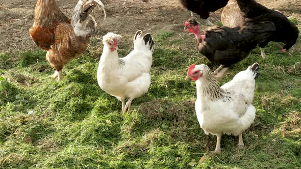 Chickens and a Rooster in the Yard on a Sunny Day