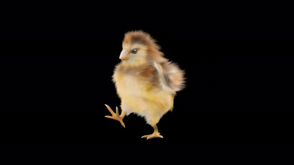 Baby Chicks Dancing 4K