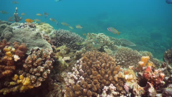 Coral Reef Tropical Fish