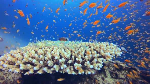 Colorful Red Sea Fish