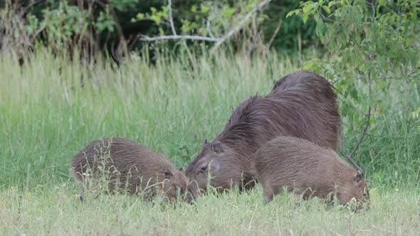 Greater Capybara grazing in a meadow with young cubs