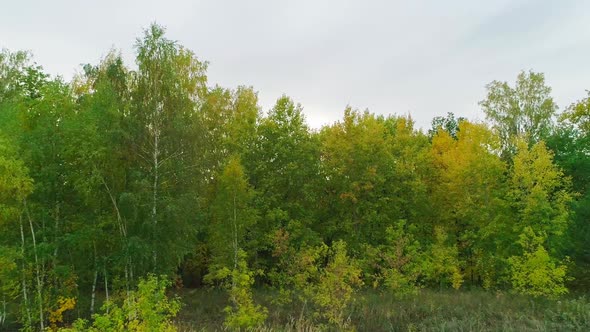 Aerial Video of Autumn Forest in the Evening