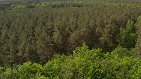 Slow Flight Forward Over Rich Green Forest Tree Tops Over Germany European Woods with Cloudy