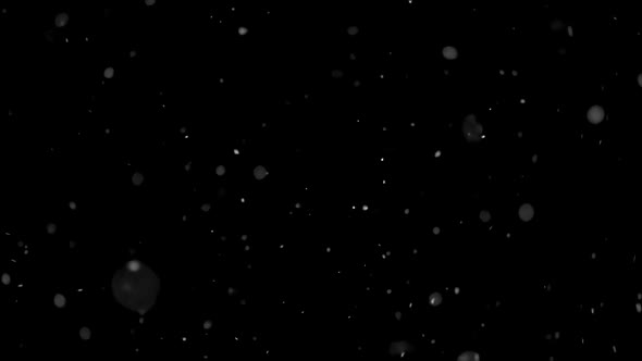 Real Snow Falling Isolated on Black Background, It Is Snowing in Cold Winter Concept