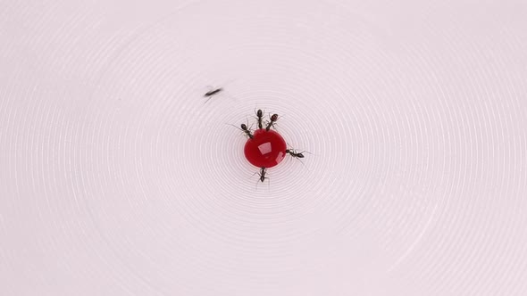 Ants Drinking Red Colored Sugar Water