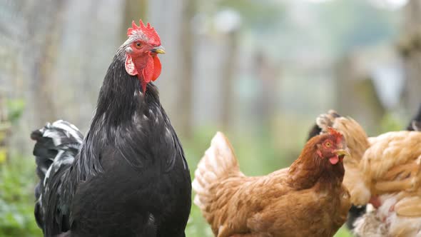 Chicken feeding on traditional rural barnyard. Hens on barn yard in eco farm. Free range poultry