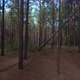 Up In The Pine Forest - VideoHive Item for Sale