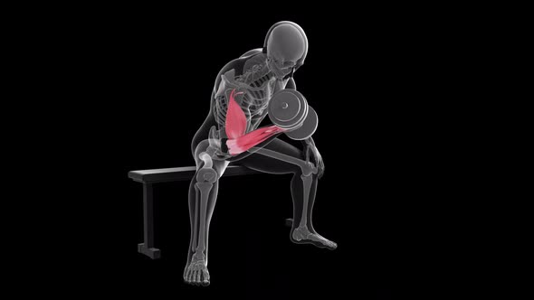 Dumbbell Concentration Curls alt