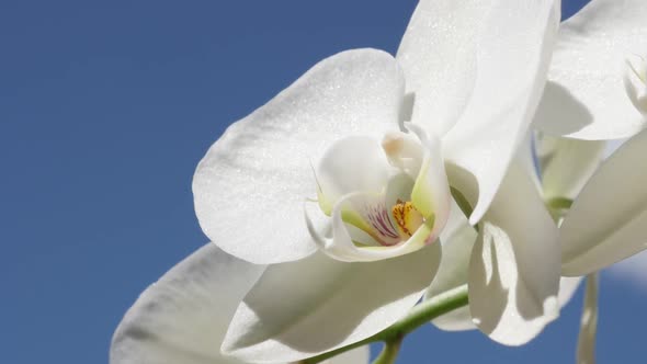 Orchidaceae Asparagales flower in slow motion 1080p FullHD footage - White orchid  plant against blu