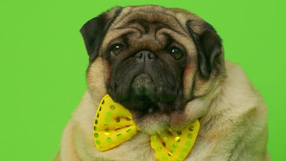 Beige Fat Pug with Yellow Bow Tie on Green Background