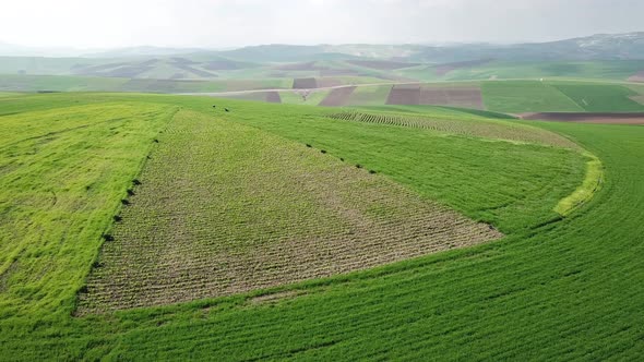 Hilly Agricultural Fields in Morocco Africa