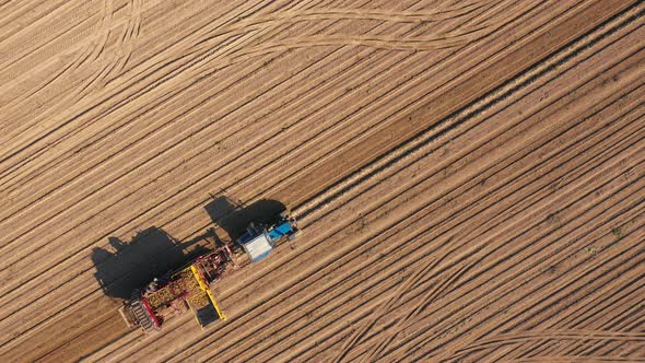 Tractor Machine Harvests Ripe Potatoes From A Rural Field