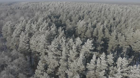 Ungraded Dlog Beautiful Snowy White Forest In Winter Frosty Day