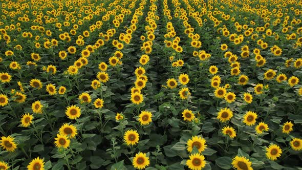 Drone Video of Sunflower Field