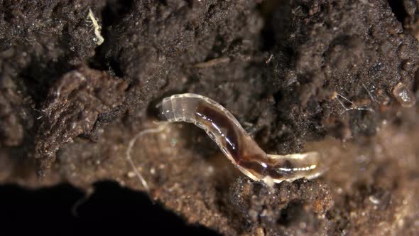 Larva of soil gnats, Sciaridae family