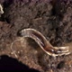 Larva of soil gnats, Sciaridae family - VideoHive Item for Sale