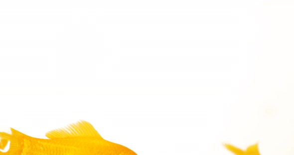 Group of Yellow Comet Goldfish On White Background Footage