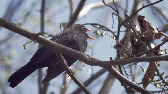 Slow Motion medium close low shot of a young Blackbird, sitting on a branch which ising in the wind.