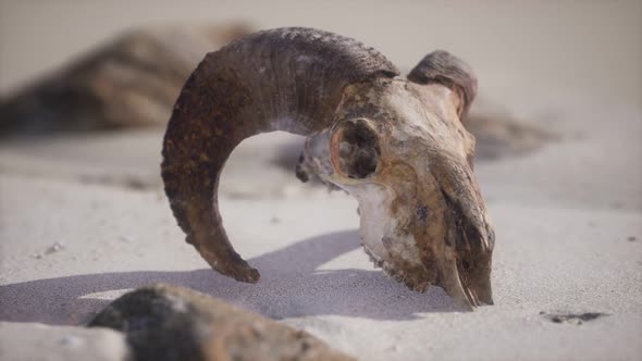 Skull with Ram Horns on the Beach