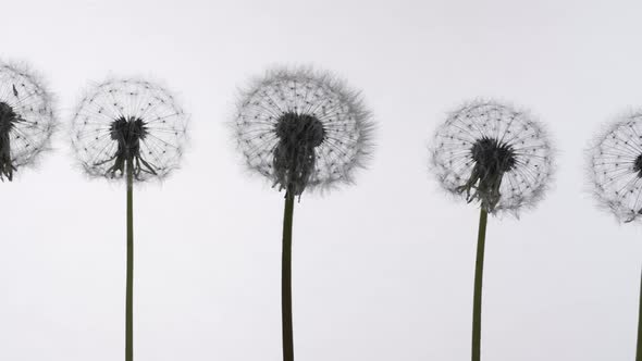 Dandelions on a White Background
