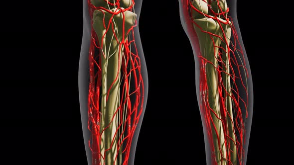 Science Anatomy of Human Blood Vessels