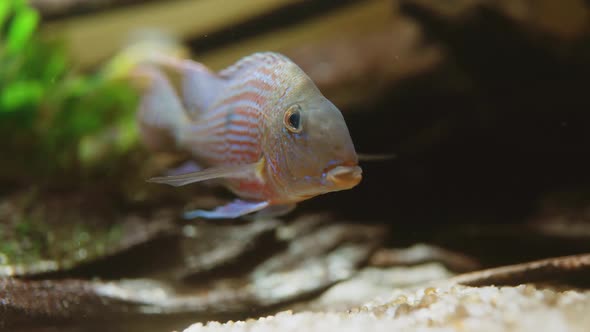 A genus of freshwater fish in the cichlid family of the perch family