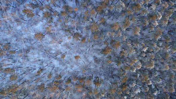 VERTICAL VIDEO Aerial View o Forest Glade with Windbreak Fallen Forest and Dead Wood on Winter Day