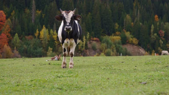 A cow looking to the camera