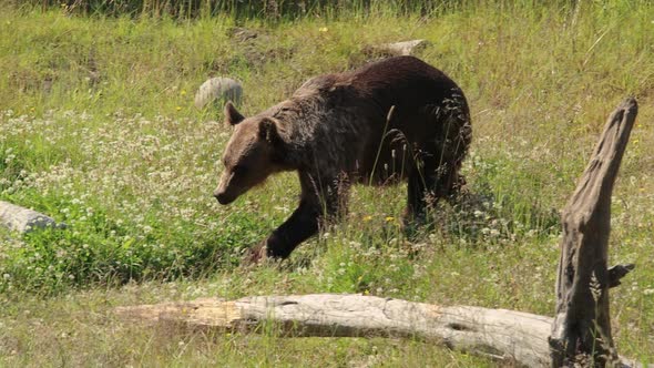 Brown Bear Ursus Arctos in Wild Nature is a Bear