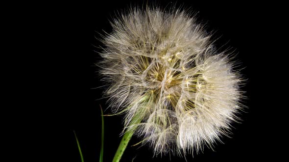 Big Dandelion Seed Blossom Timelapse on a Black Background. Blossoming White Dandelion