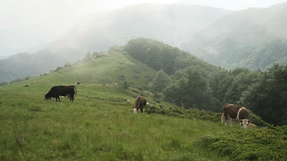 Herd of Cattle Grazing on Green Mountain Pasture in A Foggy Summer Day