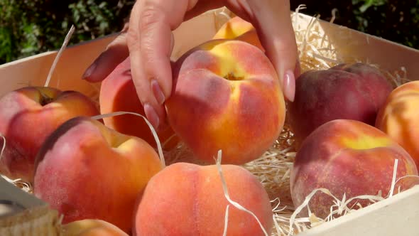 Hand Puts Ripe Juicy Peach in a Wooden Box