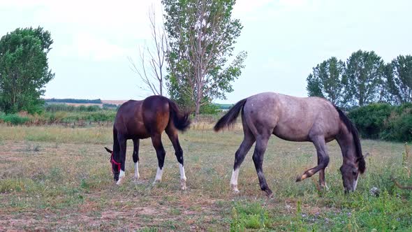 Grazing Horse 4K