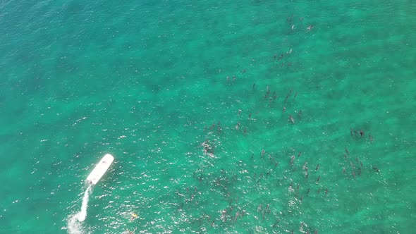 Diving tour boat and dolphin pod passing close to swimmers in the Maldives islands, Aerial top view