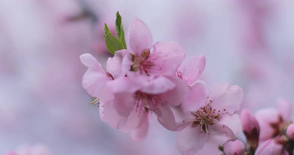 Spring blossom, peach garden, peach blossom trees. Focus play on the macro pink flower in soft light