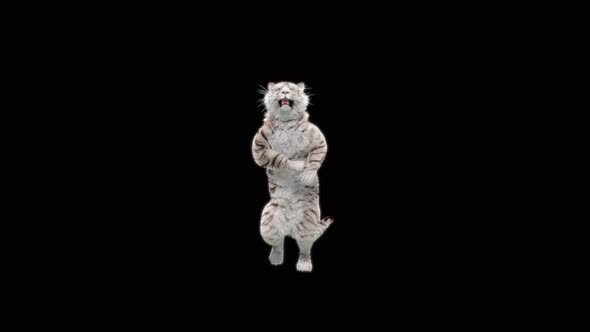 65 White Tiger Dancing 4K