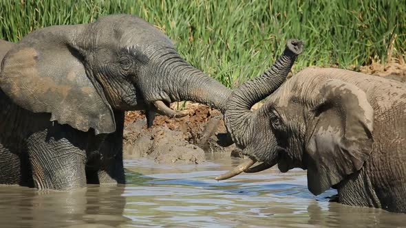 African Elephants Playing In A Waterhole 