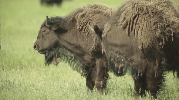 Nature: Bison in a Field on Pasture. Slow Motion