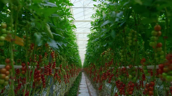 Tomatoes Plants Cultivation Process on Big Green Sunny Plantation Concept