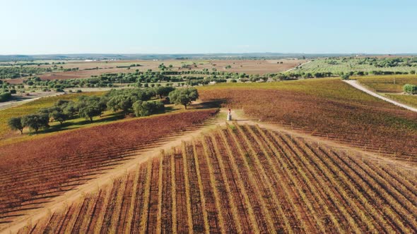 Aerial Scenic View Over Beautiful Lush Landscape with Neat Rows of Dark Vineyard