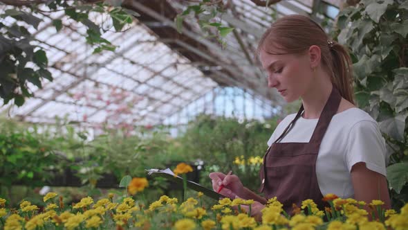 The Girl Inspector in the Apron Checks and Counts the Flowers in the Greenhouse Keeps Their Records