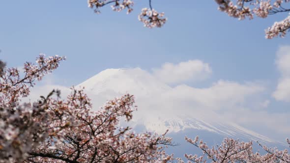 Mount Fuji In Spring