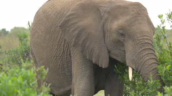 Elephant eating bush leaves