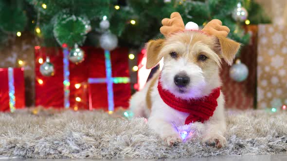 A dog in a red scarf and with antlers lies under the Christmas tree with gifts