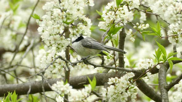 Black Caped Chickadee Perched In White Blossom Tree Before Flying Away. Locked Off