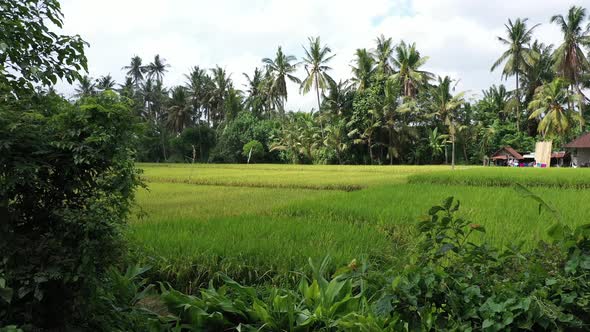 Footage of summer rice field